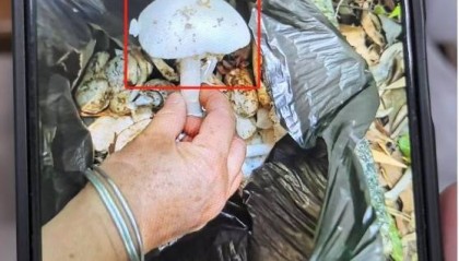 一锅下肚,广东一男子病危休克!死亡率接近100%,再次提醒:不采,不吃