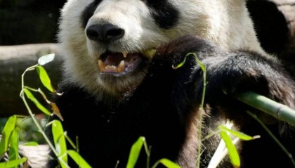 再次提醒!成都大熊猫繁育研究基地:熊猫谷取消了与第三方售票平台的合作