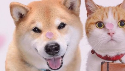 日本计划发行新版纸币,P图大神趁机推出柴犬币和猫咪钞票