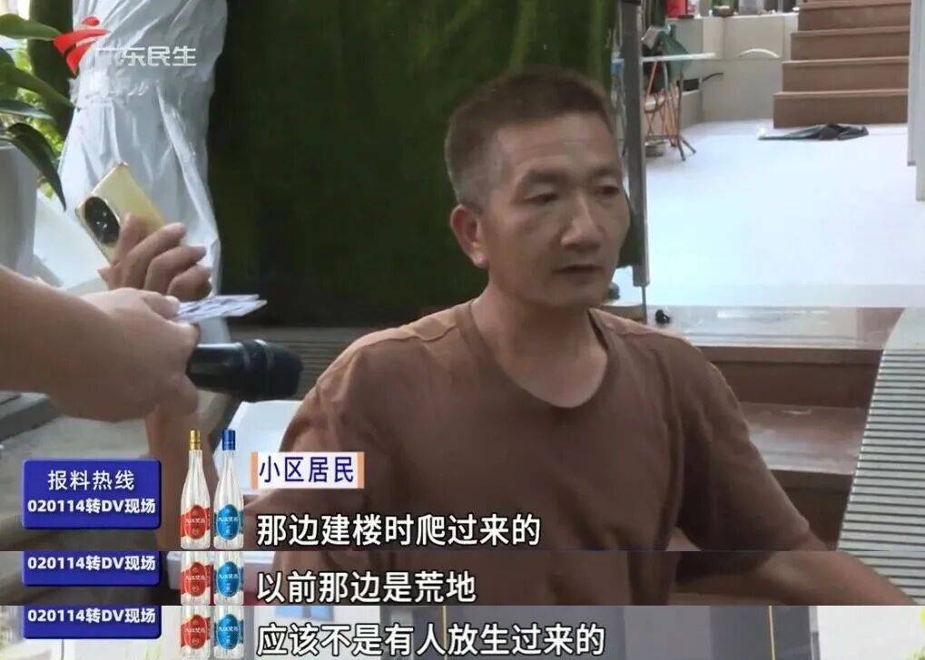 广州一小区2年抓到超60条蛇?业主:家里来过两三条,有条还钻进鞋子里
